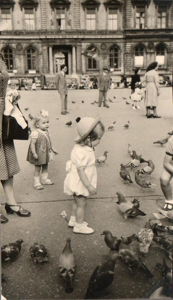 pigeons52002